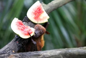 Vírus Nipah: por que ele preocupa o mundo